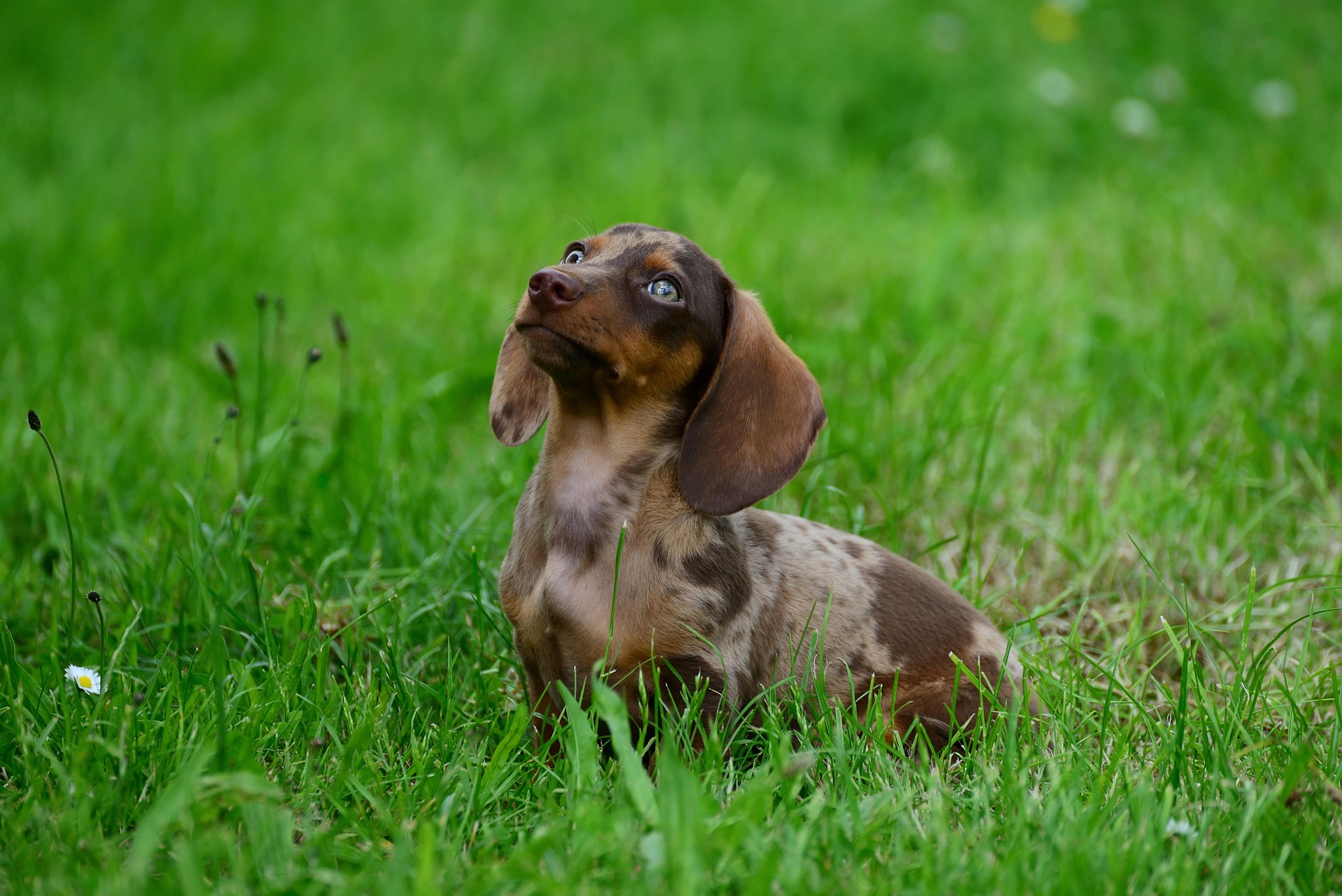 Puppy recall training outdoors