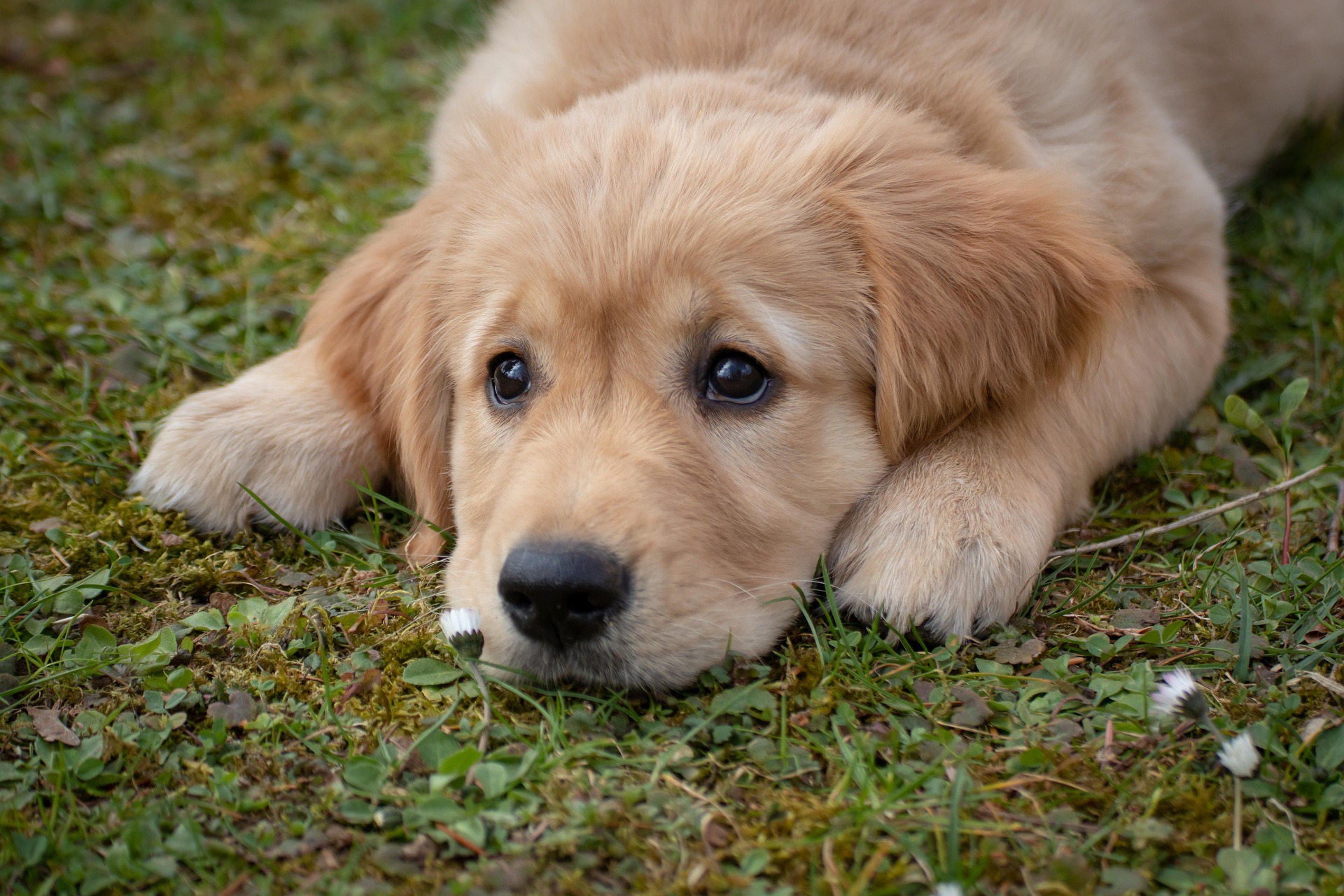 Puppy training with hand touch cues