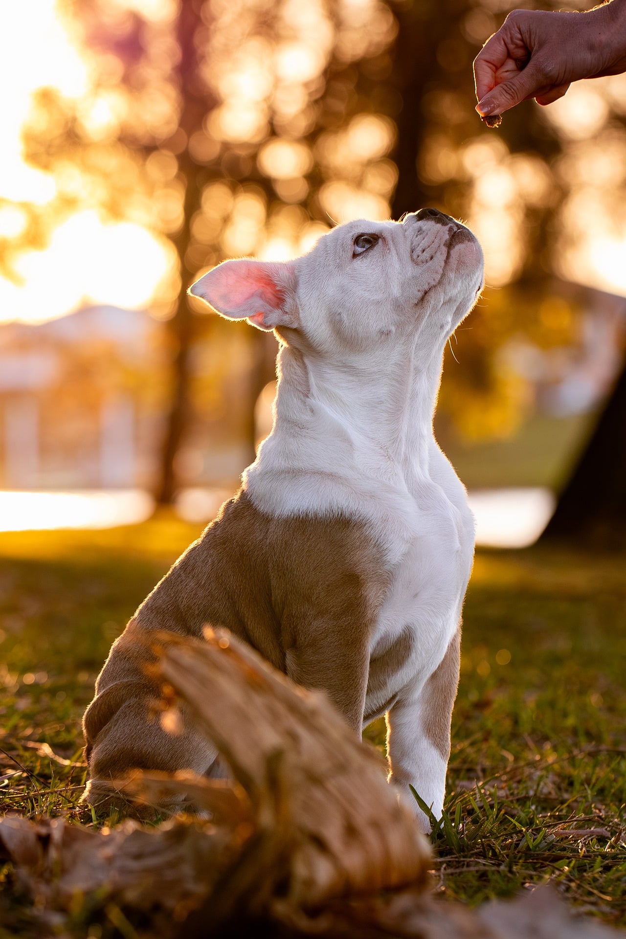 Puppy training with treats