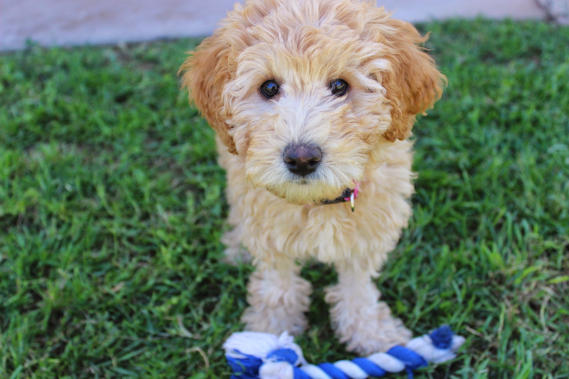 Puppy playing fetch